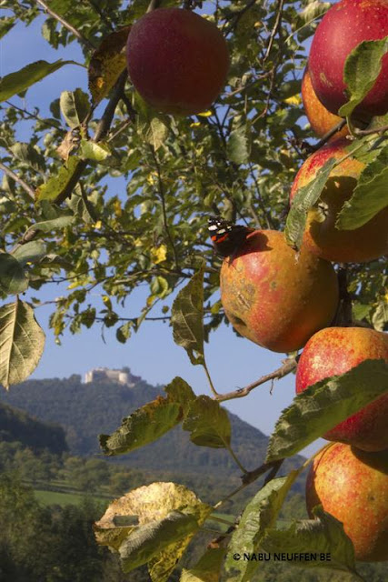 Apfel20Admiral20Hohenneuffen20k2.jpg