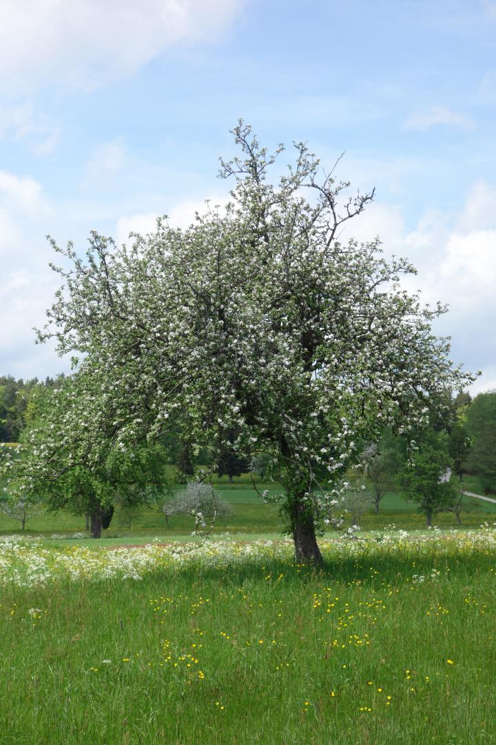 Apfelbaum Obereichenbach
