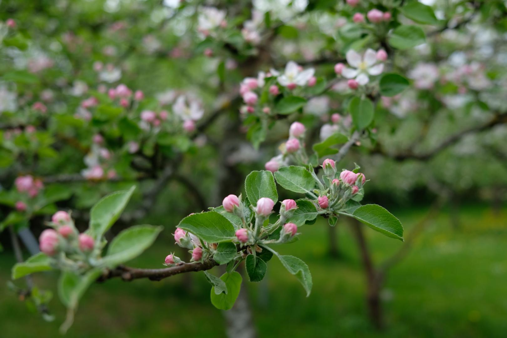 Holzbronn Apfelblute 1097