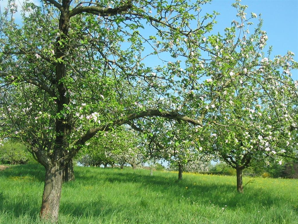 Obstwiese